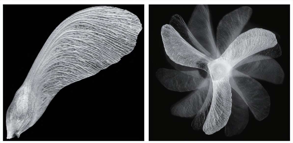 来看它们春风吹又“生”，“生”孩子的“生”！