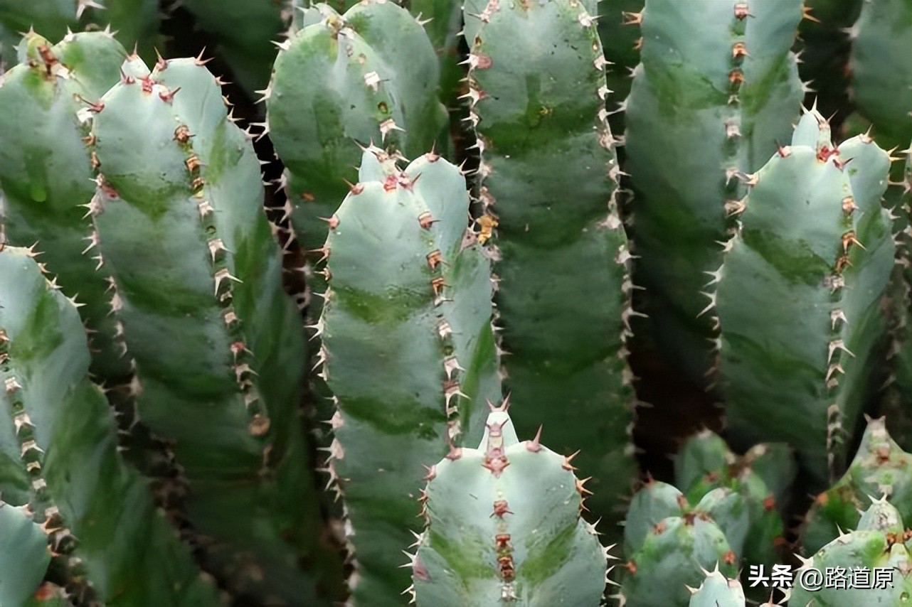 辣死一头牛的辣椒,挑战吃最辣的五种辣椒