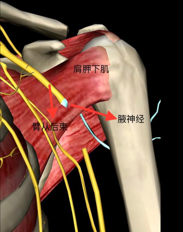 肱骨近端骨折属于几级伤残,肱骨近端骨折康复训练技巧