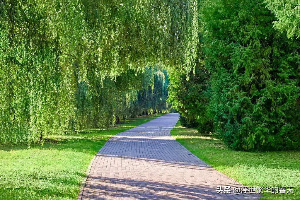 春日里垂柳细枝，随风飘荡，迎着春日