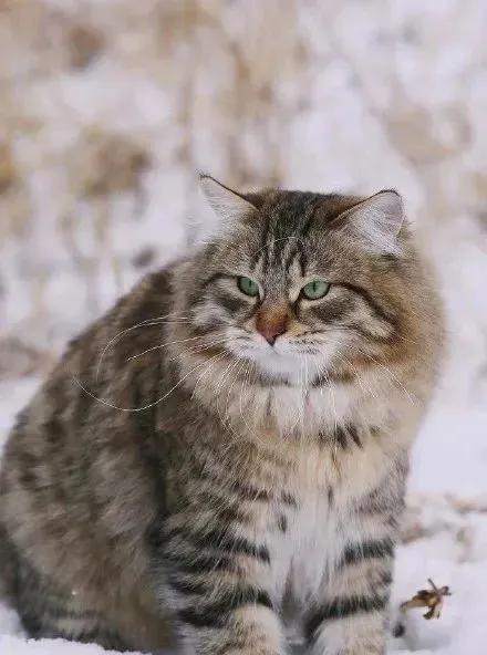 北约制裁俄罗斯的猫是什么意思,俄罗斯猫咪被制裁后的现状