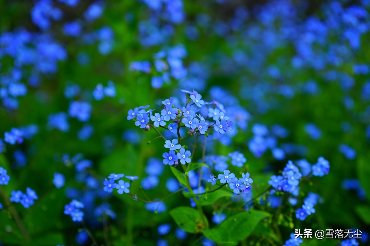 闪婚的风险和后果,闪婚会不会后悔情感分析