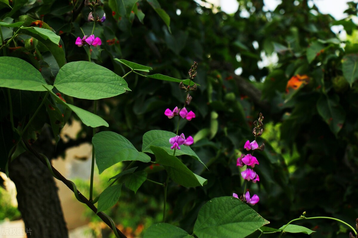 它叫扁豆，在农村常不被人重视，却被称为“豆中之王”，你爱吃吗