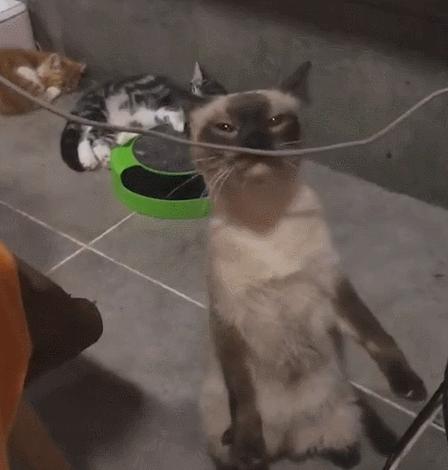 比较便宜好养的猫种,公认最好养的这几种猫值得入手