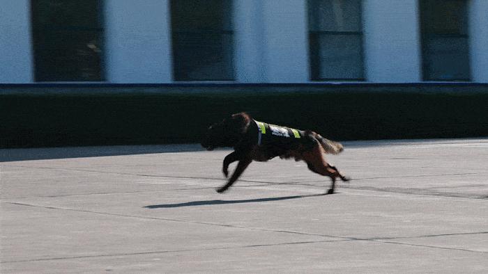 为什么太聪明的狗不适合当警犬,警犬的训犬员能自己挑选犬吗
