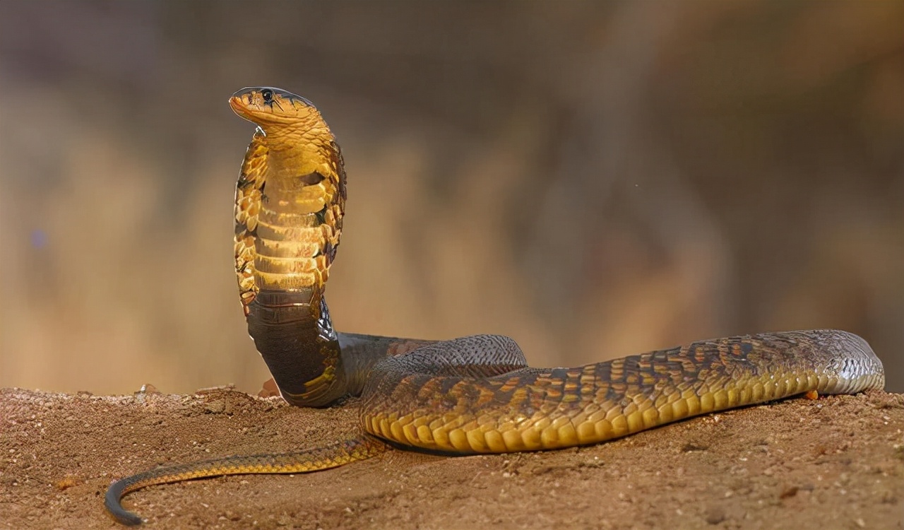 蛇头被砍下后为何还会跳起来咬人？