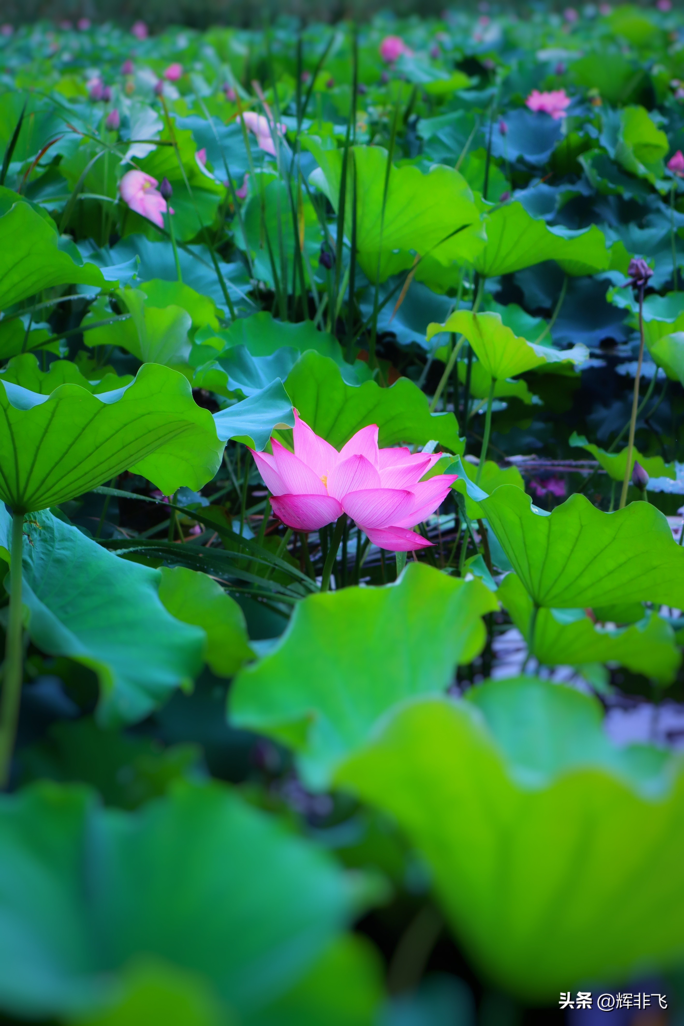 十首绝美的咏荷的词,写意最经典咏荷诗词