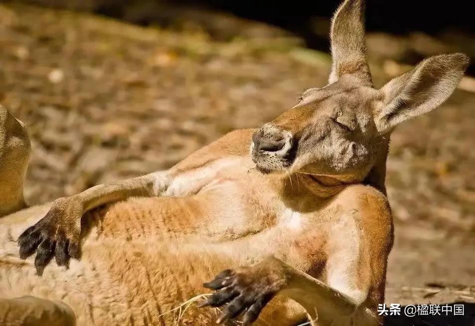 咏袋鼠诗点评——陇诗月旦辛丑小寒篇