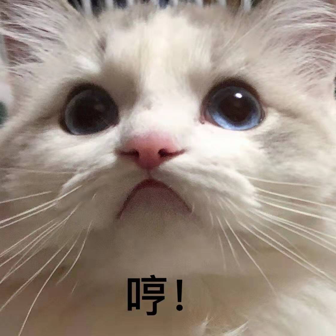 猫咪开车姿势多种多样，绝对是你想象不到的疯狂