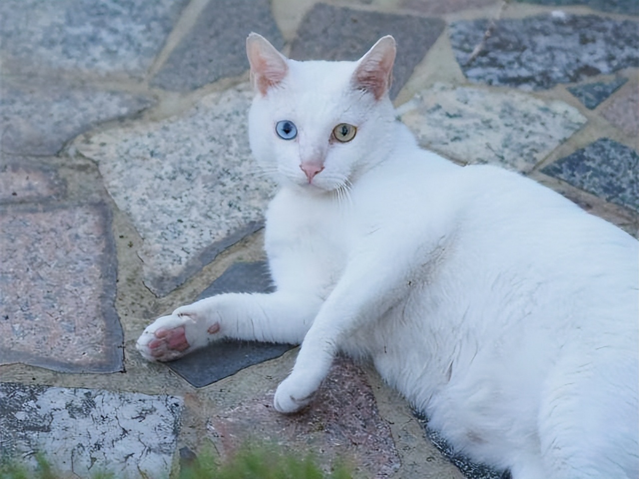 中华田园猫白猫好养吗,养猫新手适合养哪个可爱品种的猫