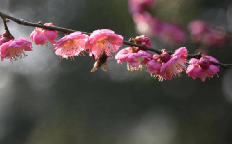 中国赏梅好去处苏州赏梅花,苏州十大赏梅胜地你去过几个