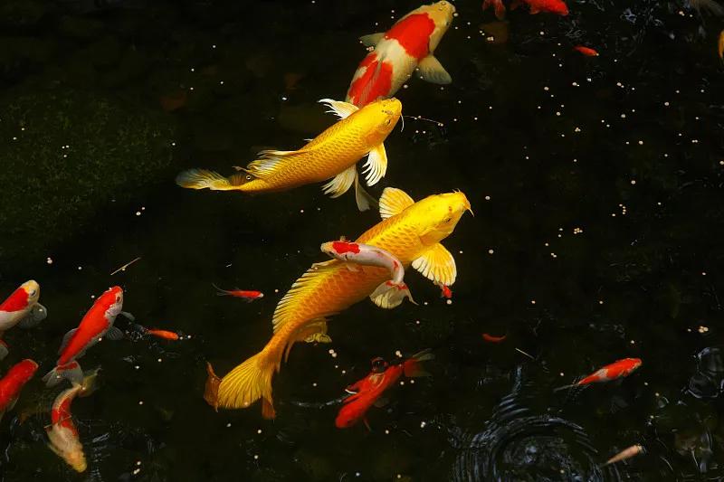 最好养的观赏鱼冷水鱼有哪些中型,冷水鱼有哪些观赏鱼比较好看