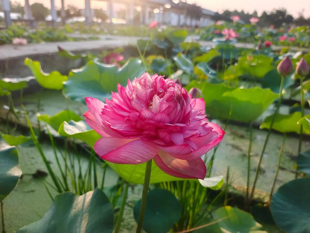 绝美的荷花品种大全图集,超好看荷花品种大型荷花