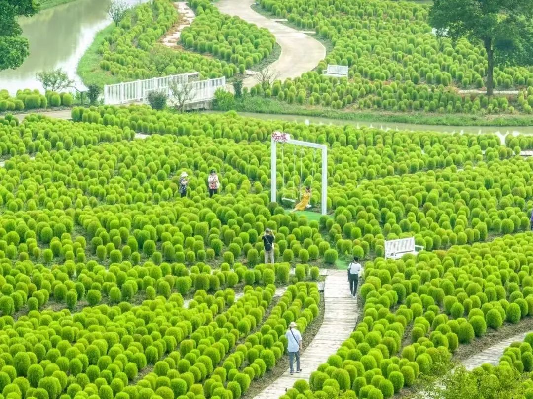 绚烂花海,绚烂花海现在还有吗