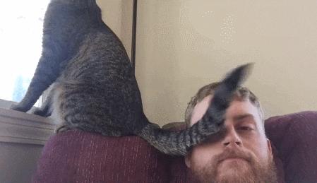 为啥猫咪老用尾巴扇我是不耐烦吗,猫咪一直扇尾巴