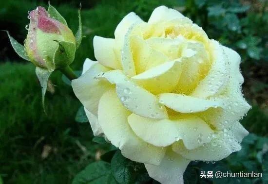 山茶花纯音乐,山茶花