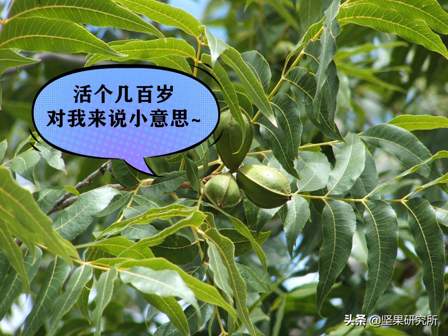 不是原味的碧根果能吃吗,为什么碧根果吃起来很涩