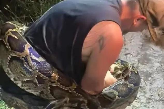 美国佛州最大缅甸蟒,美国蟒蛇泛滥原因