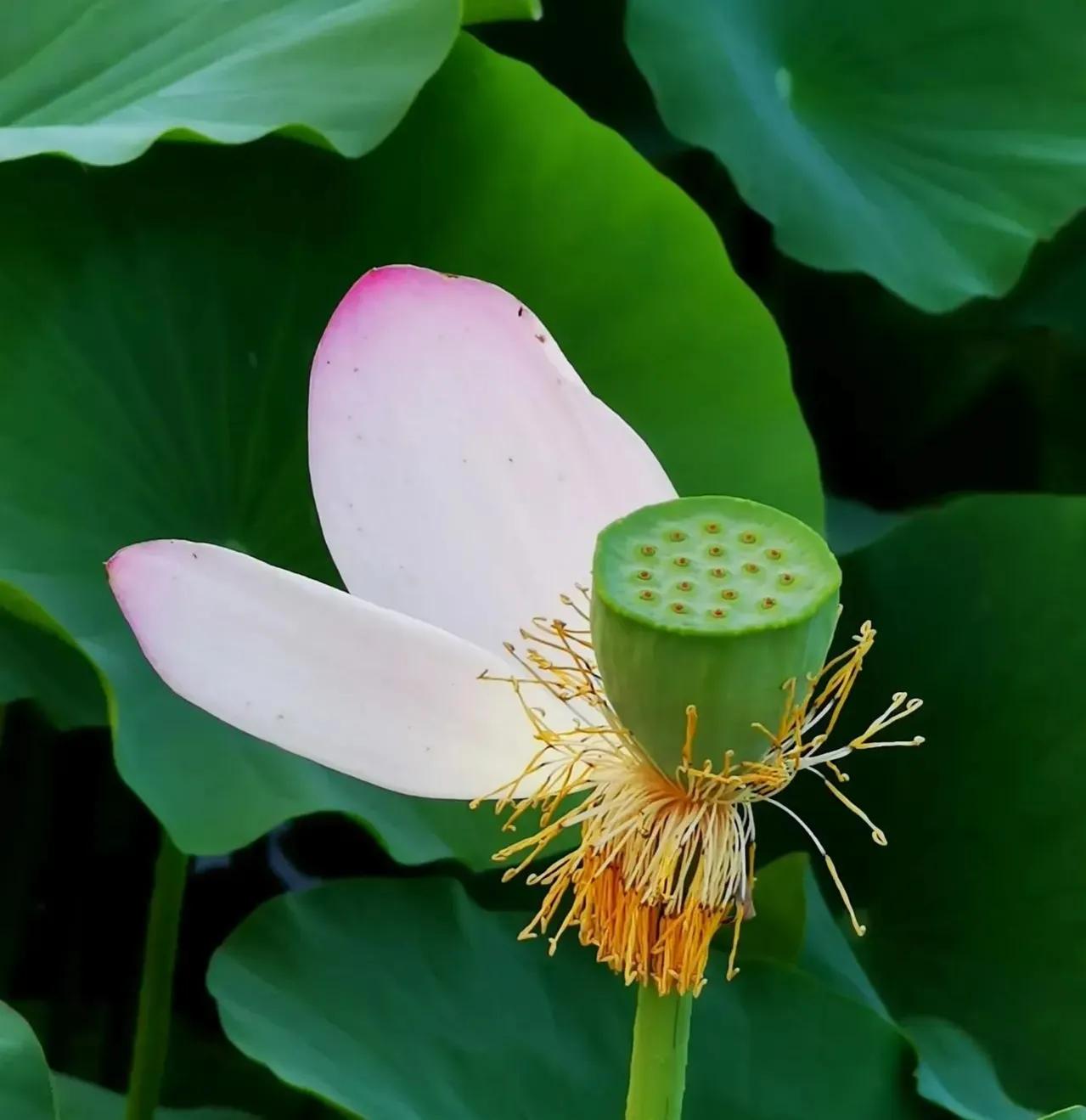 写荷花最经典的古诗词,古诗词中荷花的意象