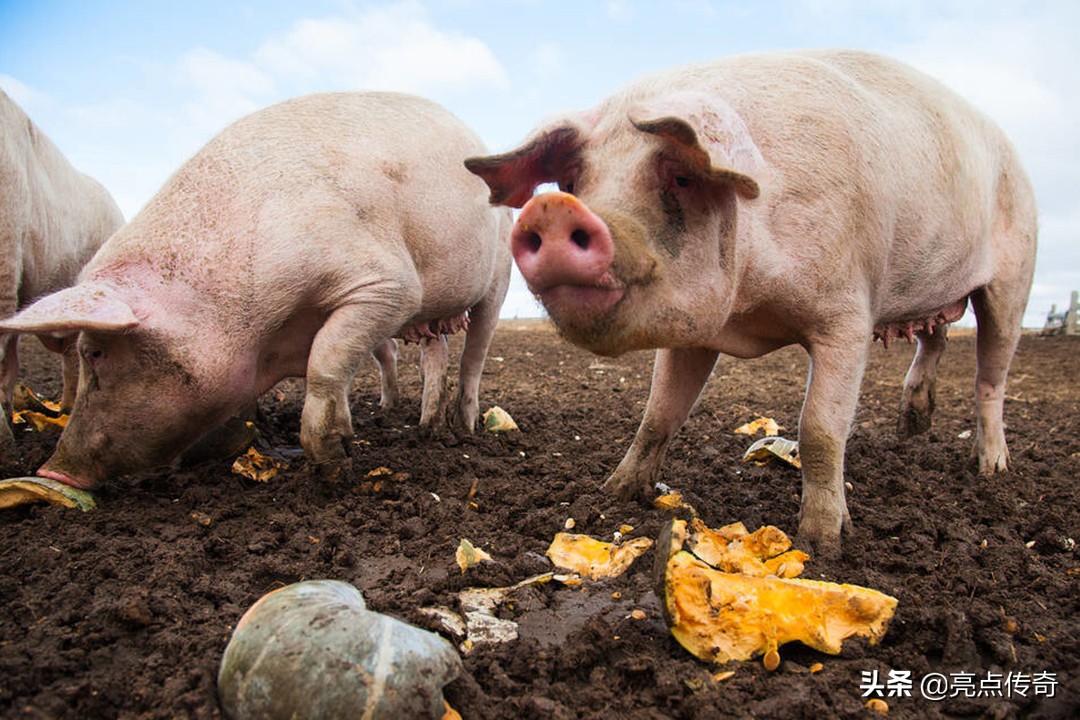 干货分享：破解猪病困局，亮点带你了解猪原虫病之猪住肉孢子虫病