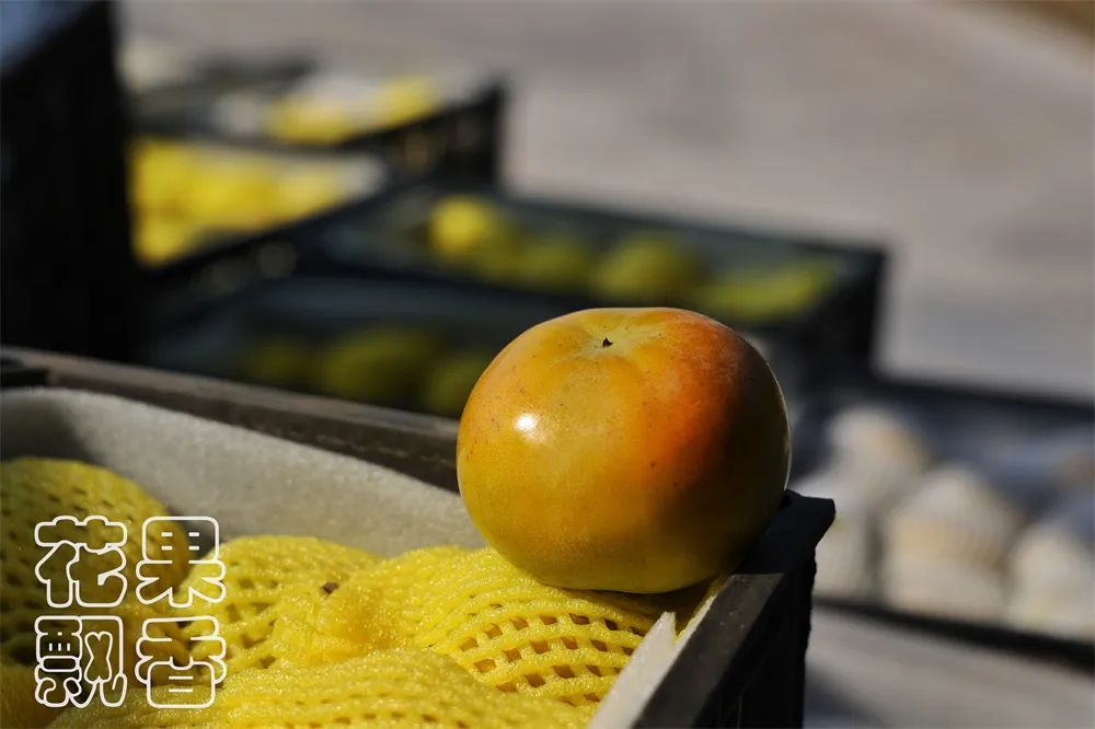 老农告诉大家农作物种植,农资人对农户的忠告