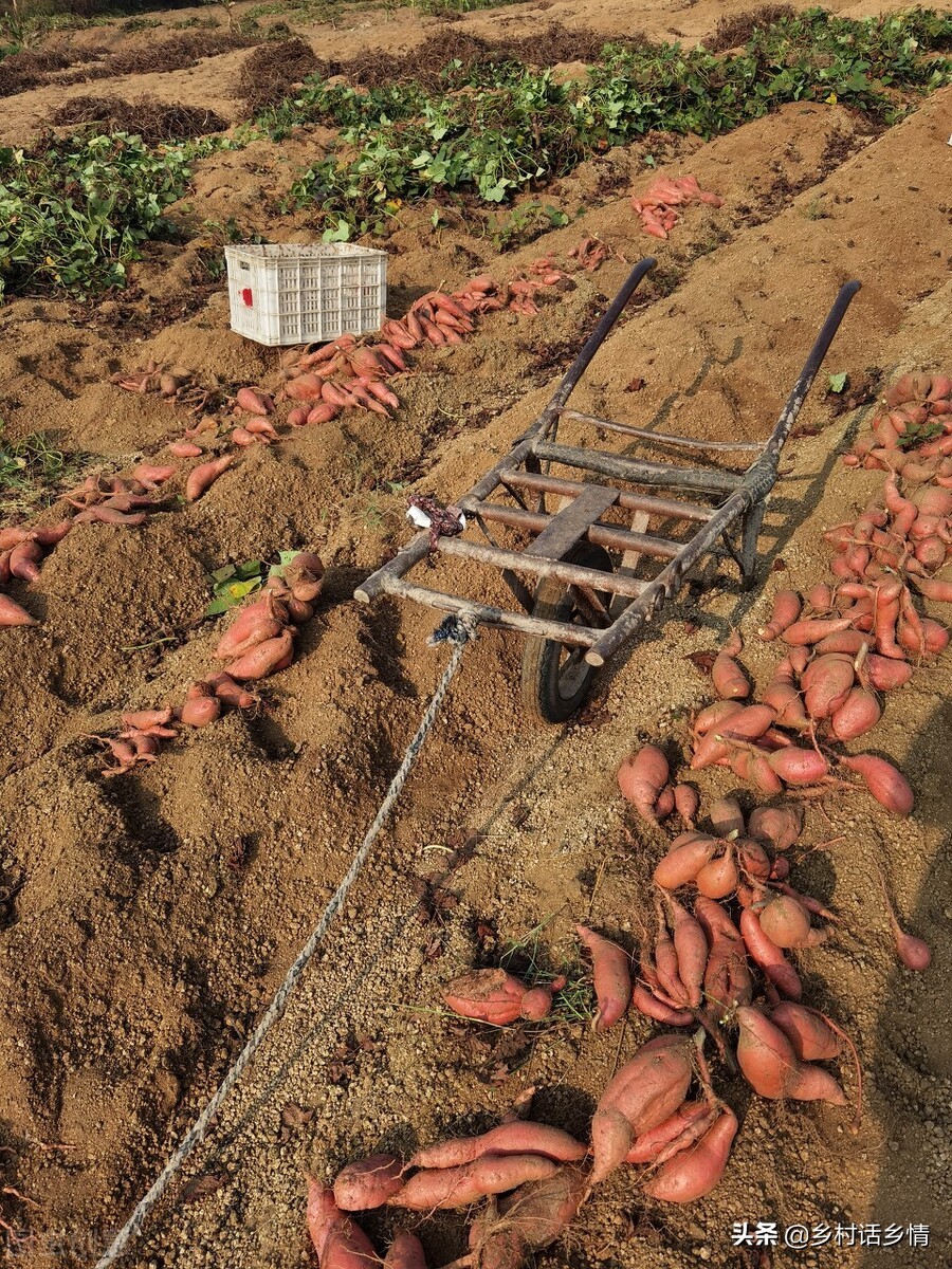红薯的种植方法和步骤和口诀,各种红薯的种植时间和方法