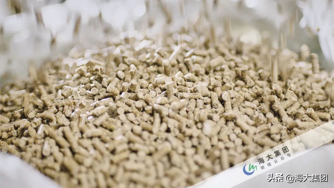 海大集团反刍研究所,海大集团最新养殖消息