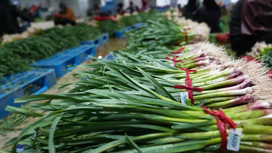 蒜苗卖9块钱一斤,蒜苗价