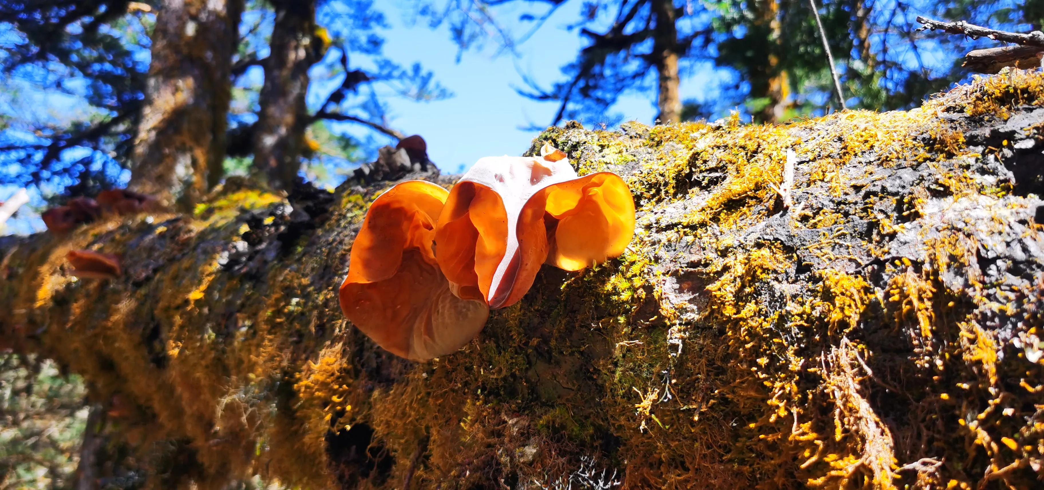 中国百慕大黑竹沟了解一下,中国百慕大黑竹沟近期气温