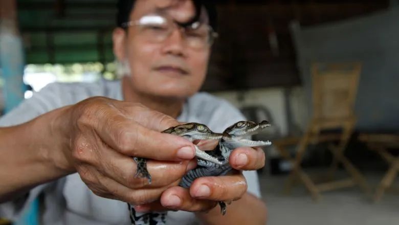 柬埔寨卖肉,柬埔寨路边摊