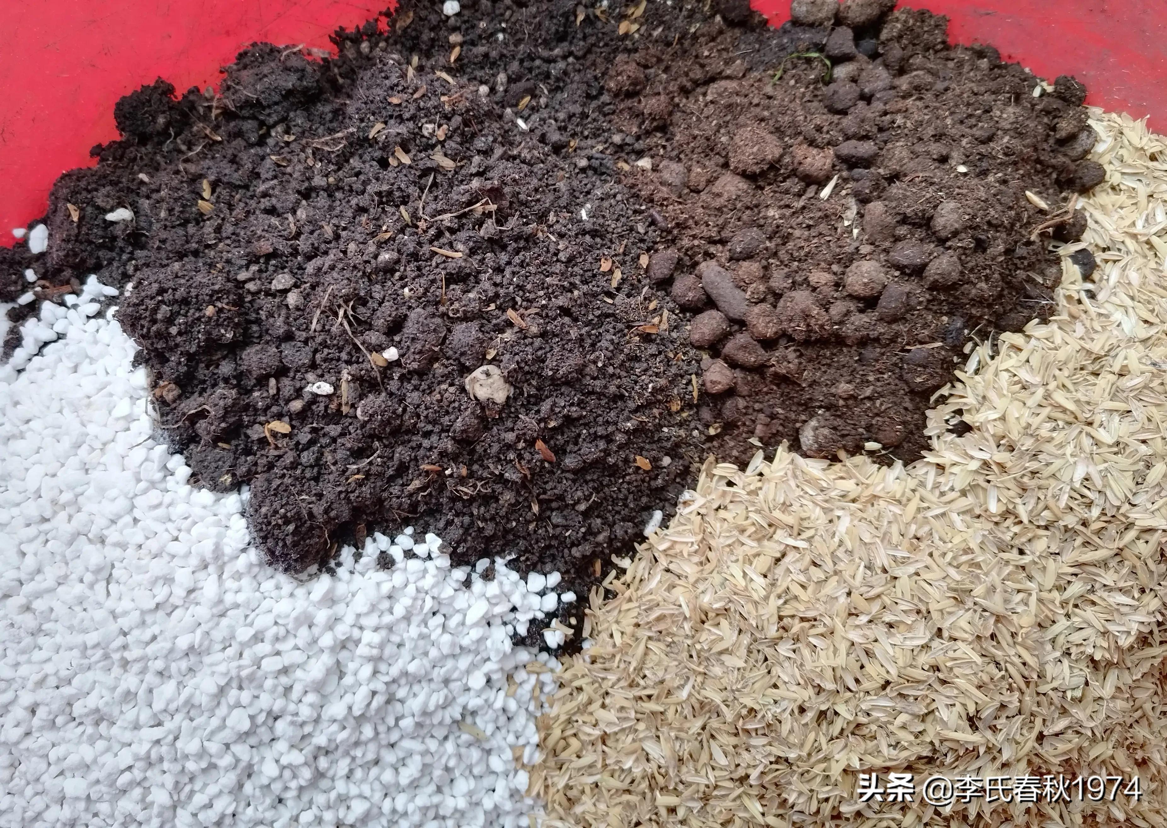 长藤绿萝绿植盆栽打理,绿植绿萝盆栽室内长藤客厅