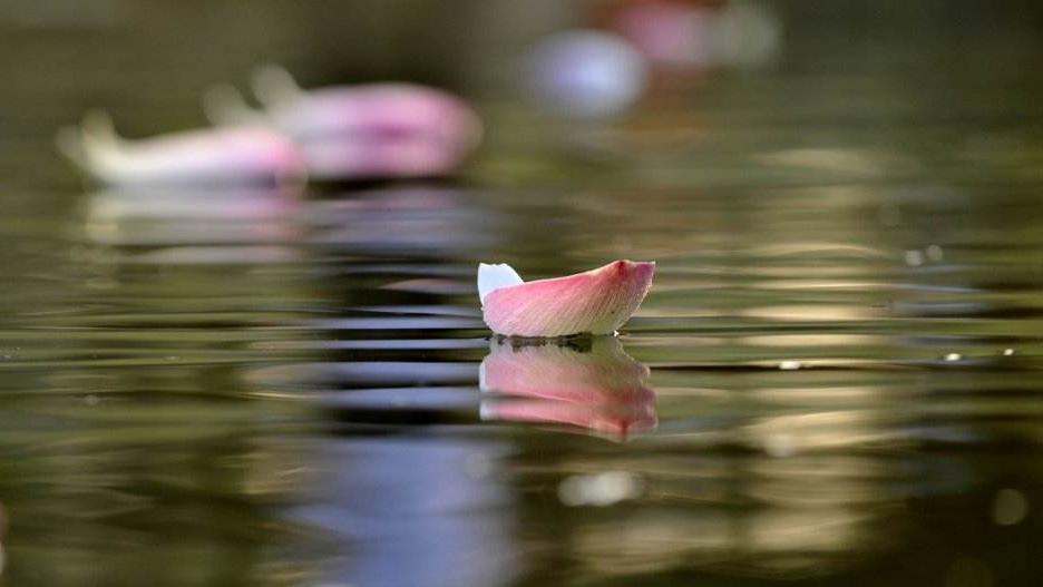 8首浪漫桃花诗词,三十六首经典桃花诗词