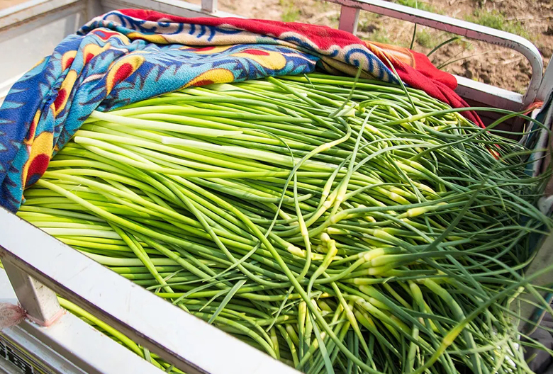 蒜苔行情一下下滑几毛钱怎么回事,最近的蒜苔行情