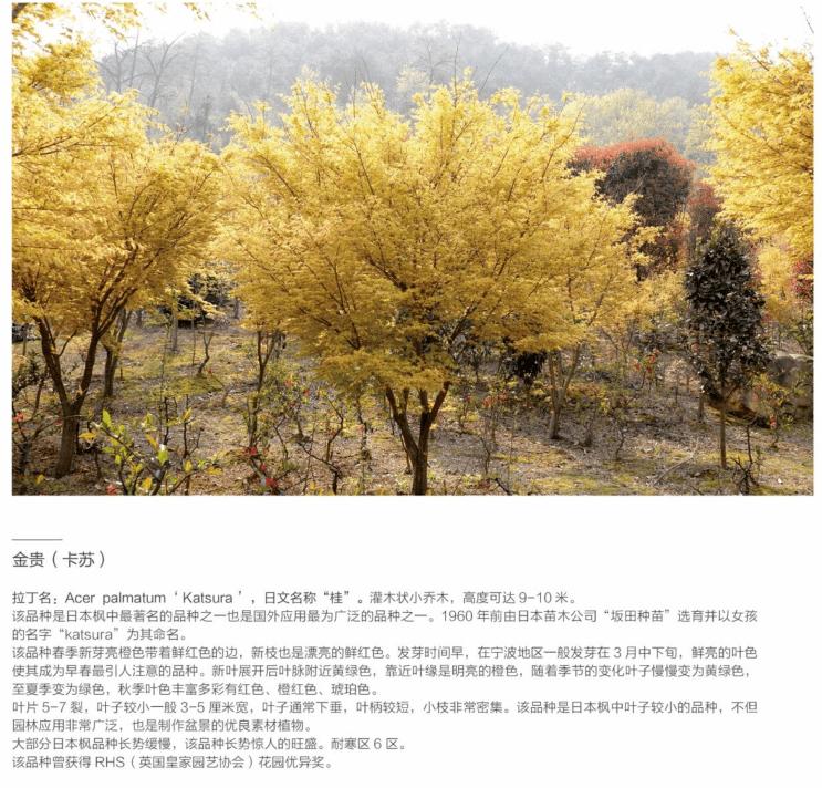 「秋天必看」枫树图鉴22年版——鸡爪枫及日本枫篇