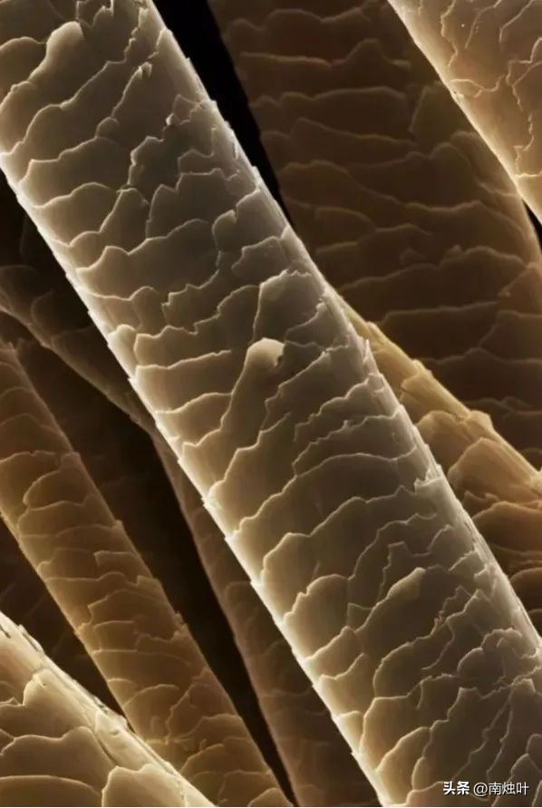 剃过头怎么让头发快速生长,头发真的会越剃越多吗