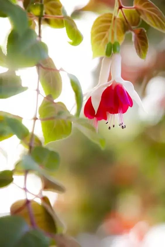 美丽的花倒挂金钟,美丽的倒挂金钟花图片