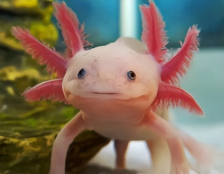 六角恐龙在墨西哥的原生态环境,娃娃鱼墨西哥钝口螈六角恐龙