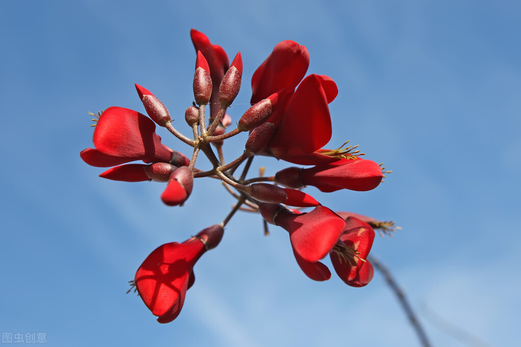 名伦珊瑚颂,欣赏美丽的珊瑚
