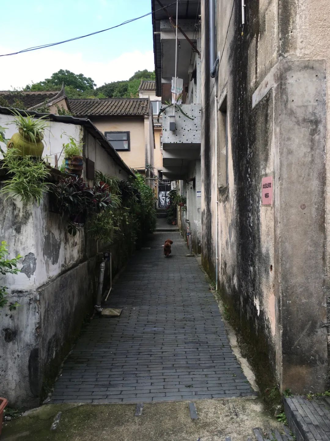 《旭光骑行深圳》第22站——龙华区观湖街道