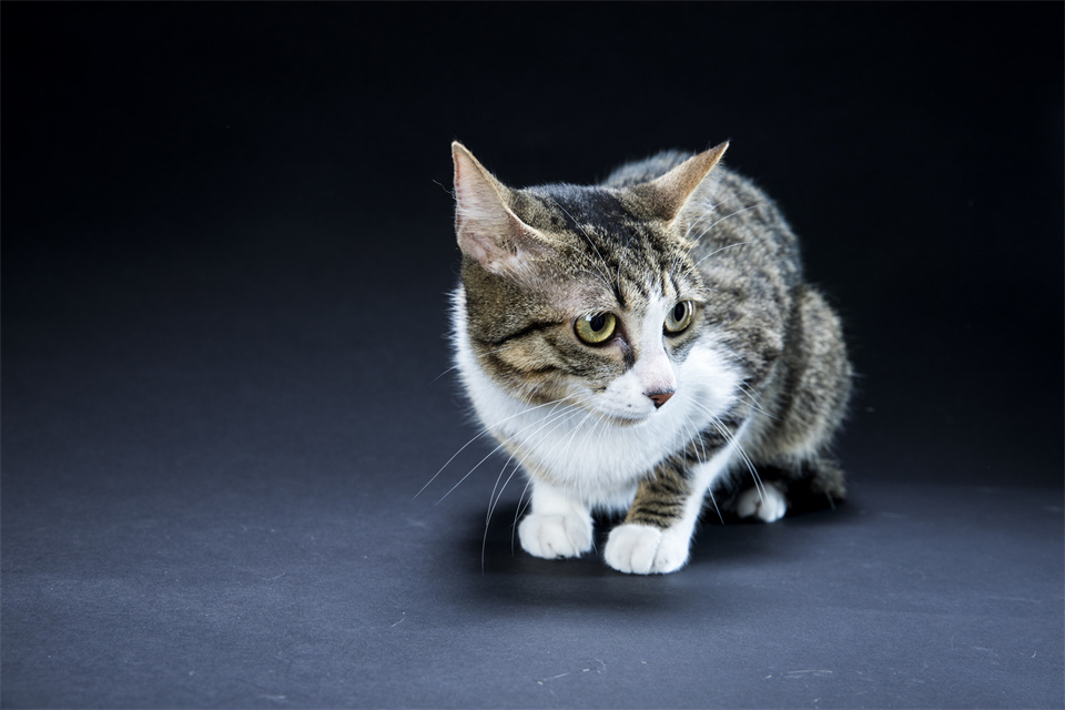 职场人如何脱颖而出当上领导,职场如何成为好的领导者