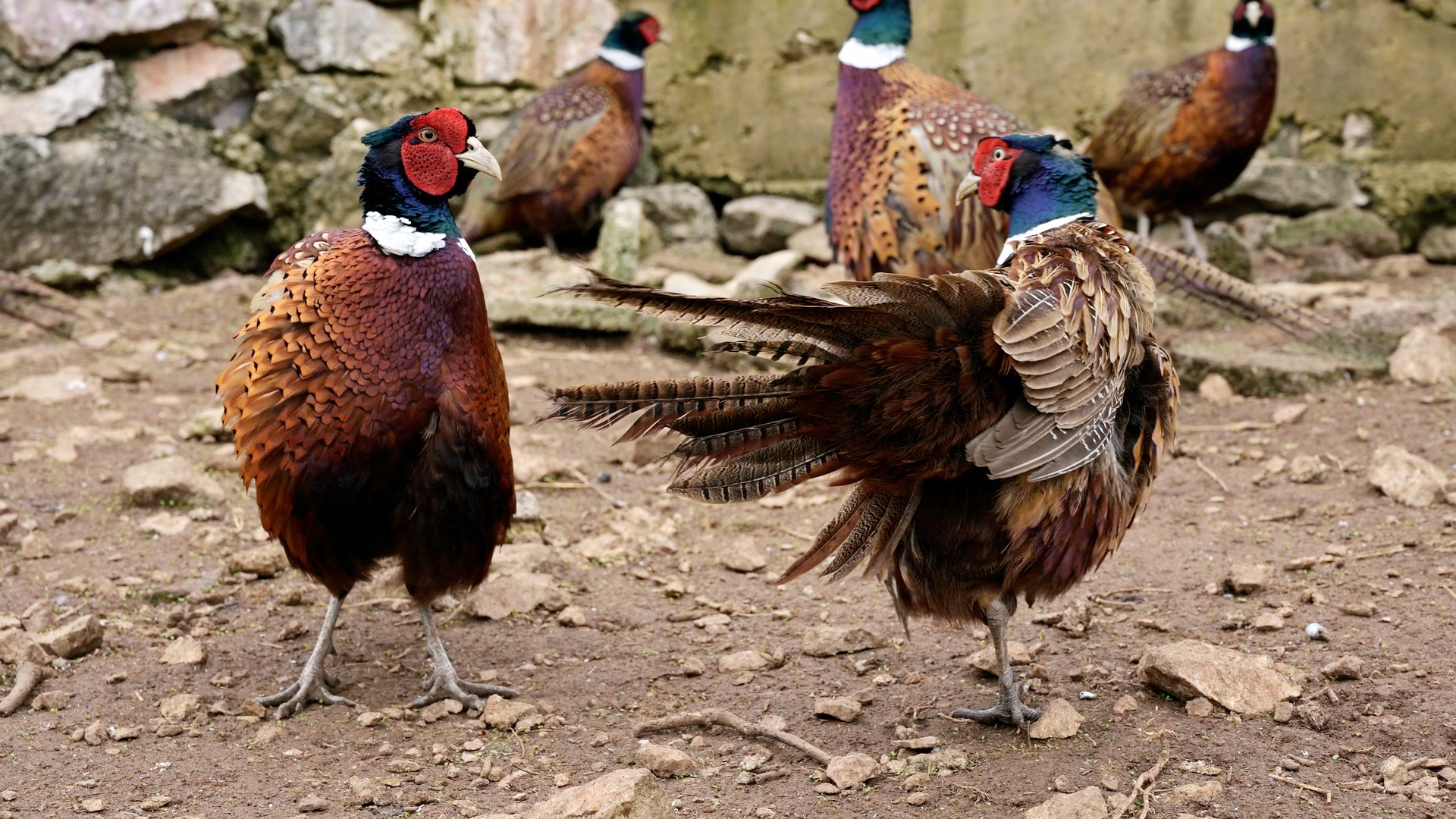 好斗的野鸡：采取太极选手的打法，对视几分钟，胜负只一秒