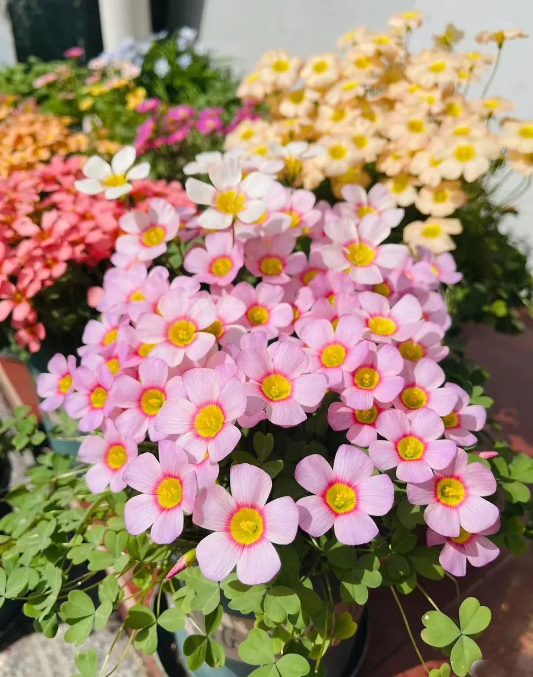 球根类花卉有哪些比较好养,有哪些好看的球根花卉盆栽