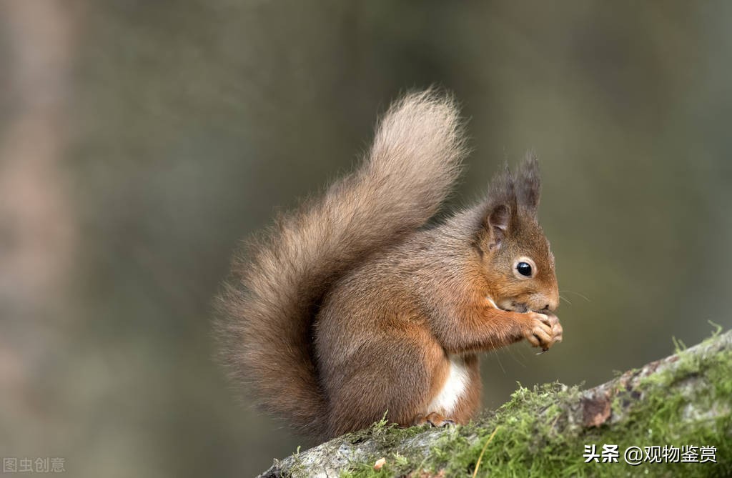 把松鼠搭窝的过程介绍得有条有理,松鼠搭窝的过程简短一分钟