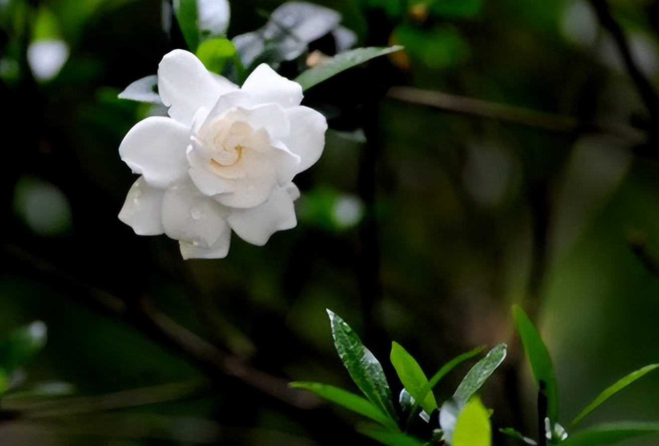 栀子：如月素净，如风清凉
