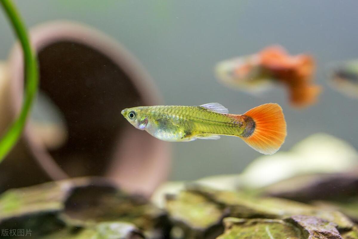 孔雀鱼烂尾怎么治效果好,孔雀鱼烂尾怎么快速解决