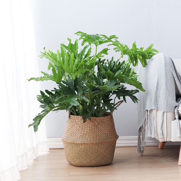 客厅适合的花草,适合客厅的花草