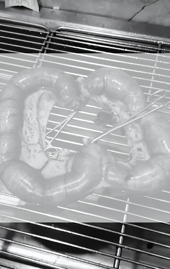 你所不在意的子宫蓄脓，将在多年后找上你家狗狗