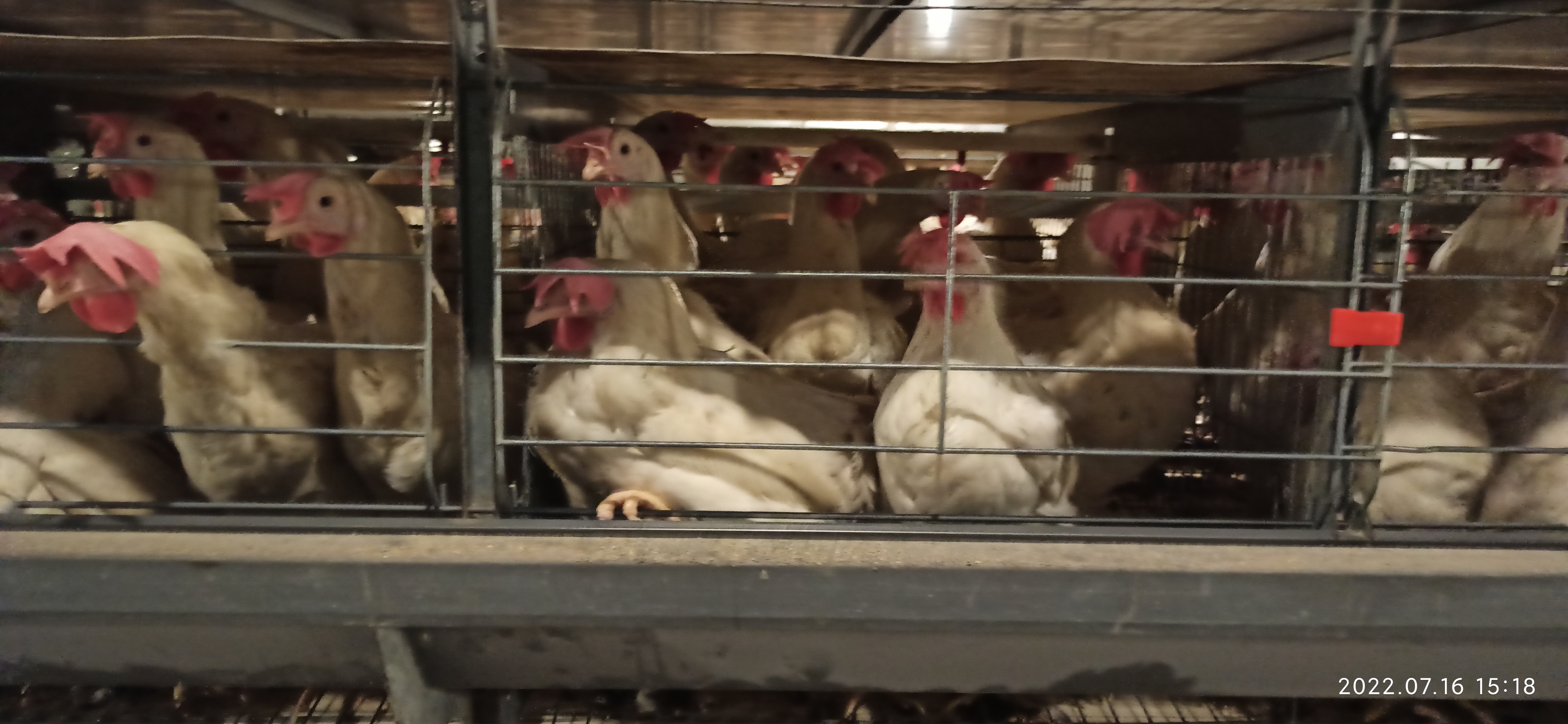 牧翔禽病研究院‖蛋鸡传染性贫血并发滑液囊支原体病例（湖北）69