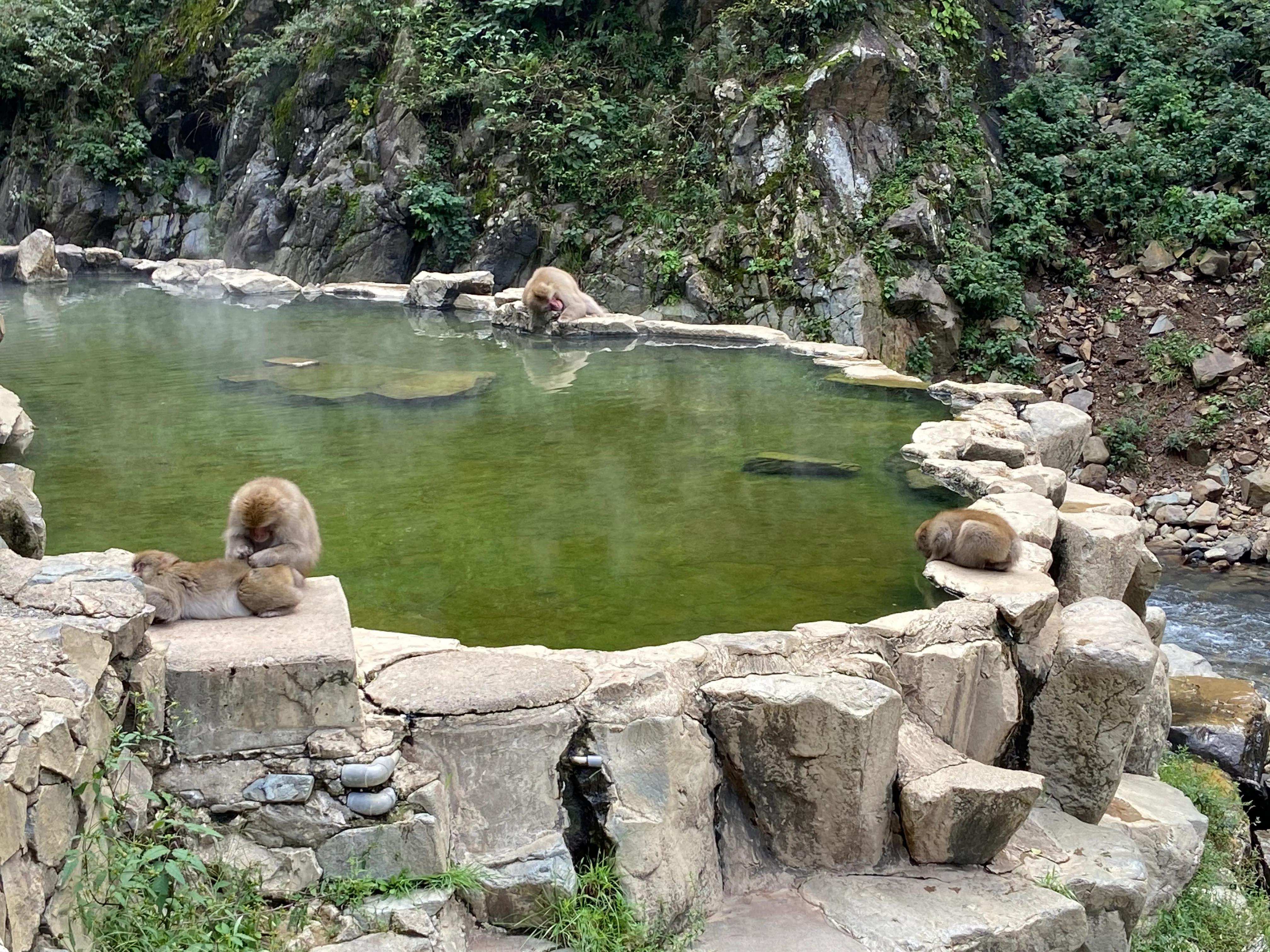自然世界日本雪猴,日本猴子泡温泉