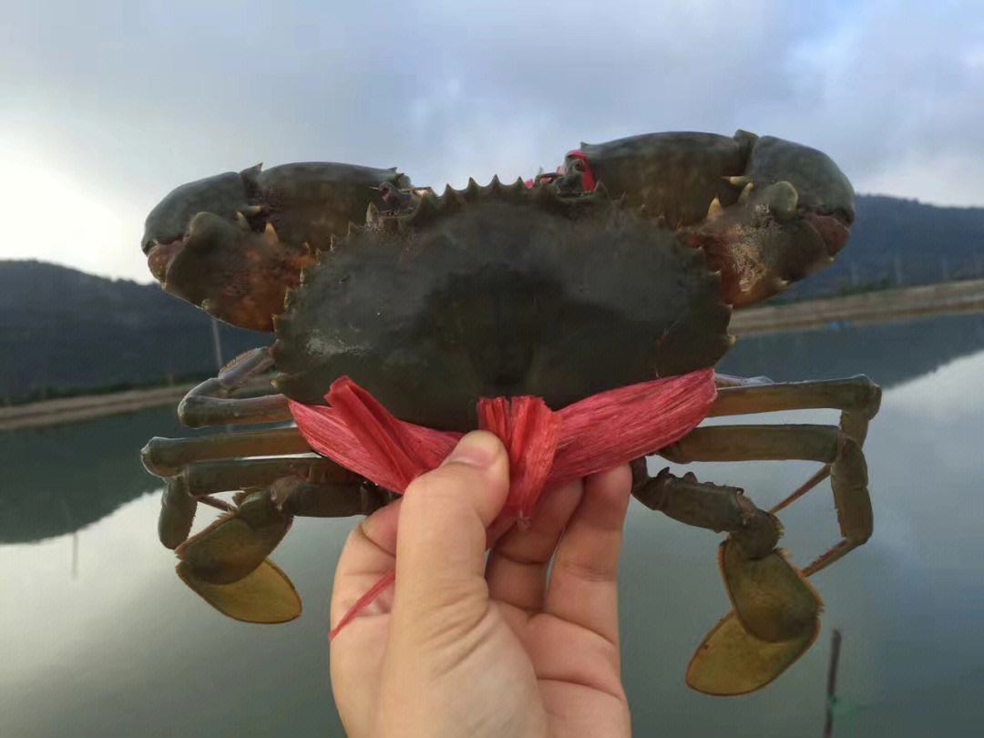 锯缘青蟹多少钱一只,锯缘青蟹家常做法